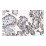 Merck Anti-ATG7 Antibody, clone 1E15 ZooMAb Rabbit Monoclonal