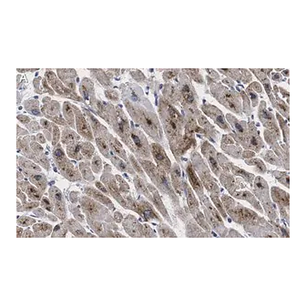 Merck Anti-GLUT-4 Antibody, clone 1M13 ZooMAb Rabbit Monoclonal