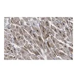 Merck Anti-GLUT-4 Antibody, clone 1M13 ZooMAb Rabbit Monoclonal