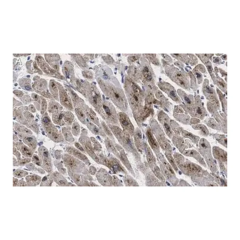 Merck Anti-GLUT-4 Antibody, clone 1M13 ZooMAb Rabbit Monoclonal