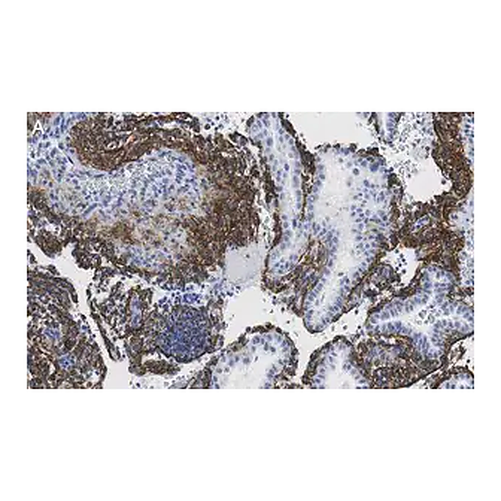 Merck Anti-Fibrillin-1 Antibody, clone 6C19 ZooMAb Rabbit Monoclonal