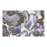 Merck Anti-Fibrillin-1 Antibody, clone 6C19 ZooMAb Rabbit Monoclonal