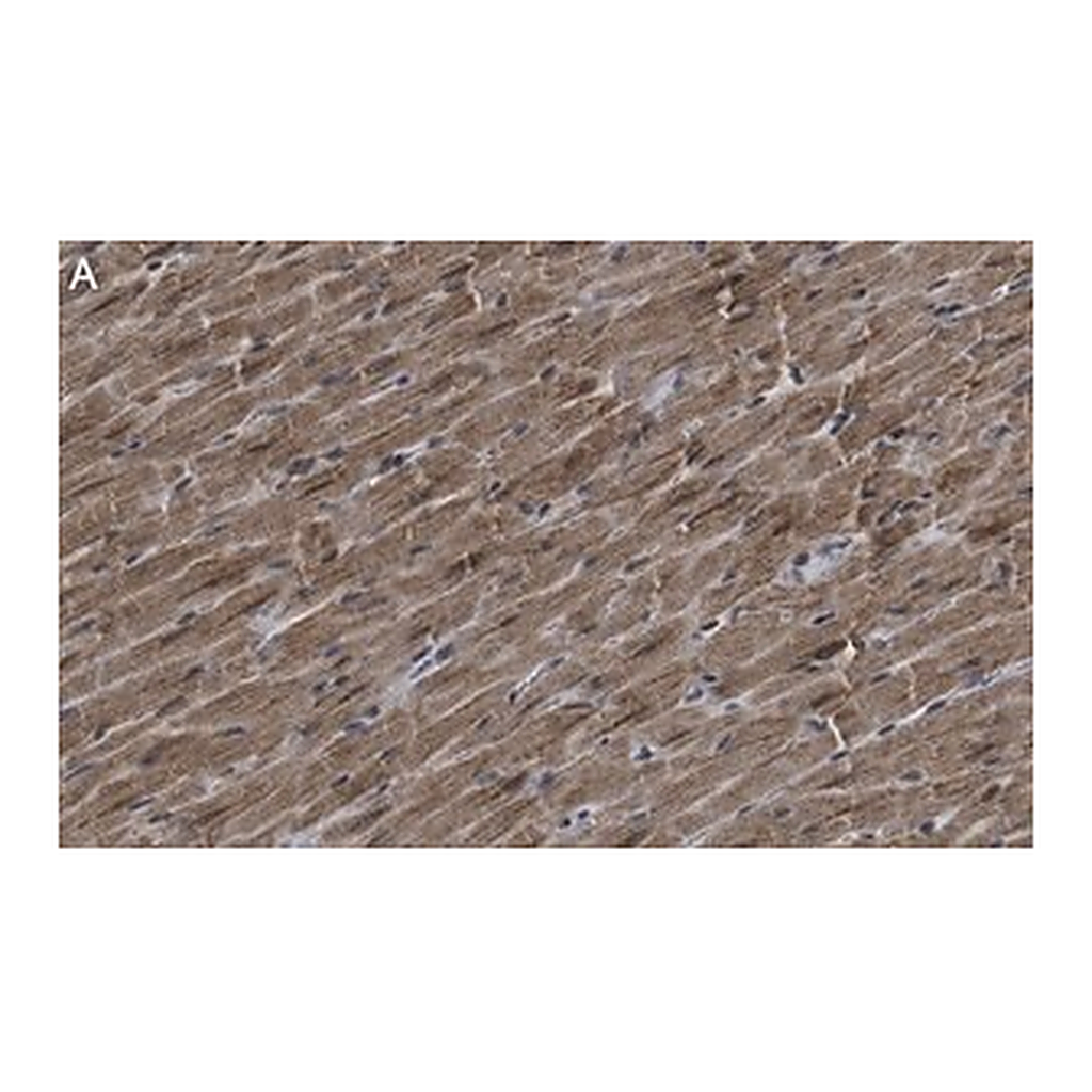 Merck Anti-G0S2 Antibody, clone 2C13 ZooMAb Rabbit Monoclonal