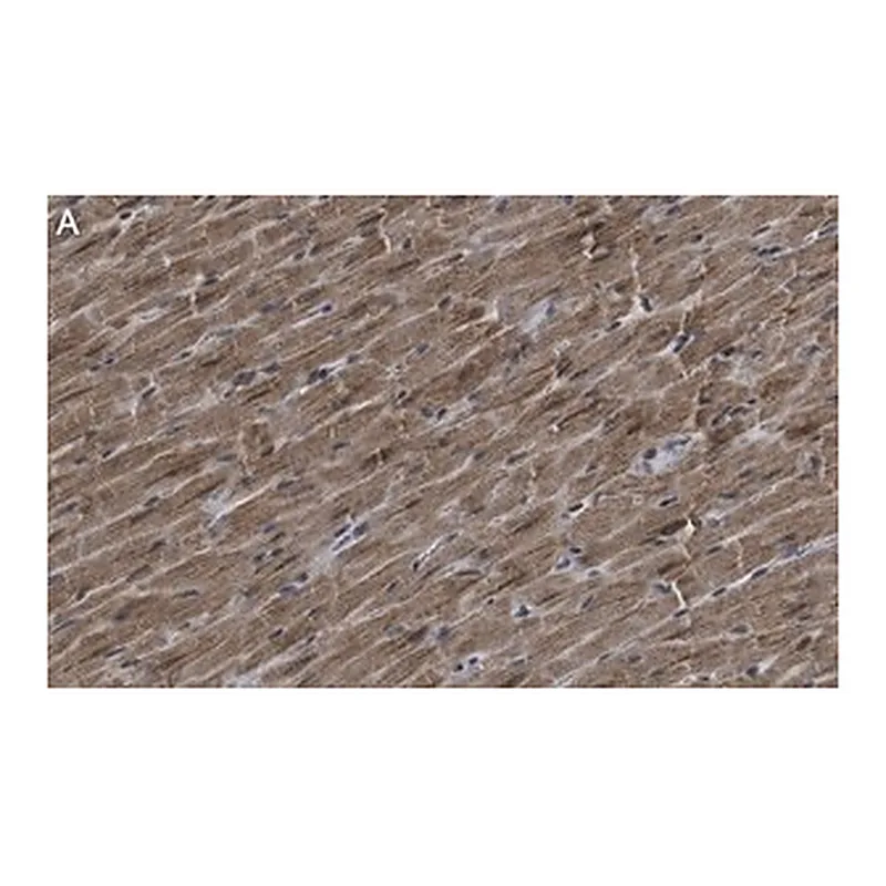 Merck Anti-G0S2 Antibody, clone 2C13 ZooMAb Rabbit Monoclonal