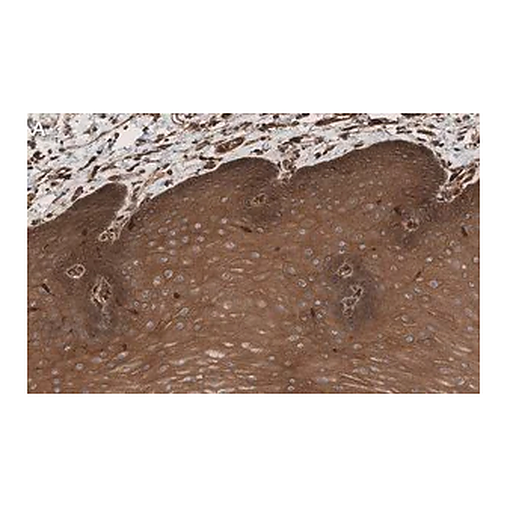 Merck Anti-Rac1 Antibody, clone 23A8 ZooMAb Mouse Monoclonal