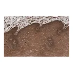 Merck Anti-Rac1 Antibody, clone 23A8 ZooMAb Mouse Monoclonal