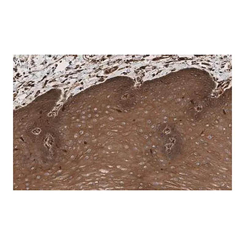 Merck Anti-Rac1 Antibody, clone 23A8 ZooMAb Mouse Monoclonal