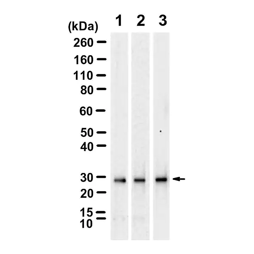 Merck Anti-14-3-3 β/α Antibody, clone 1D15 ZooMAb Rabbit Monoclonal