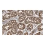Merck Anti-Nectin-2/CD112 Antibody, clone 2H6 ZooMAb Rabbit Monoclonal
