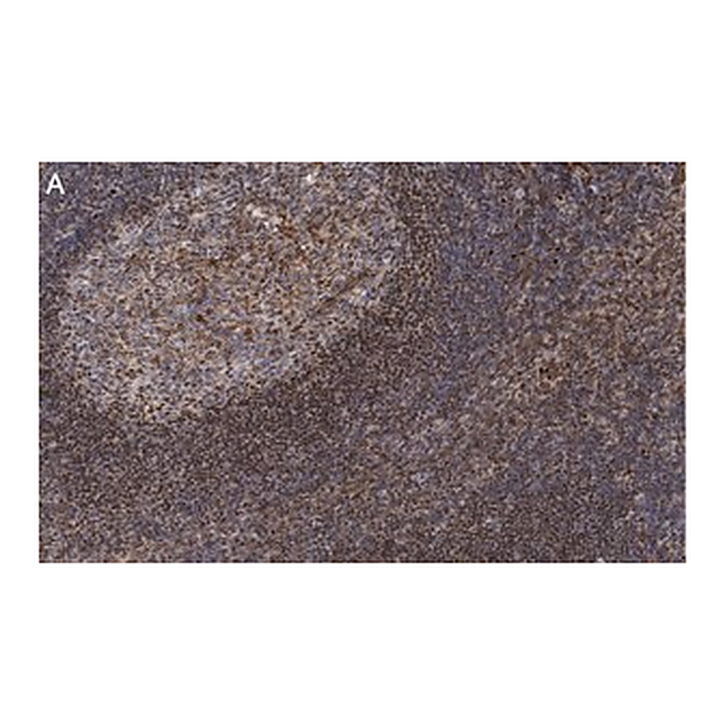 Merck Anti-BCL-11A Antibody, clone 3B12 ZooMAb Rabbit Monoclonal