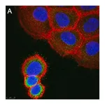 Merck Anti-ASTN2 Antibody, clone 2E8 ZooMAb Rabbit Monoclonal