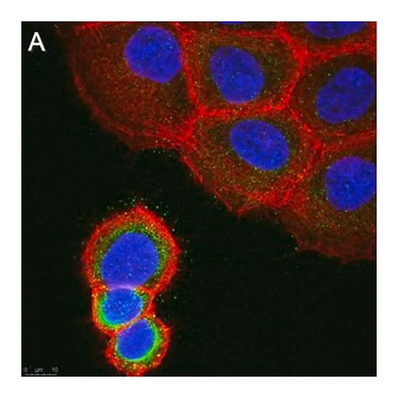 Merck Anti-ASTN2 Antibody, clone 2E8 ZooMAb Rabbit Monoclonal