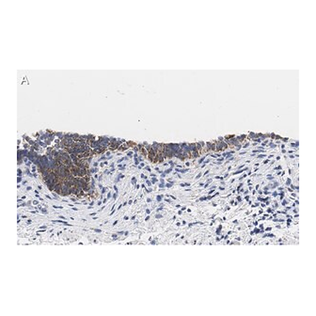 Merck Anti-TMEM261 Antibody, clone 2C22 ZooMAb Rabbit Monoclonal