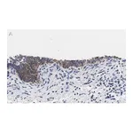 Merck Anti-TMEM261 Antibody, clone 2C22 ZooMAb Rabbit Monoclonal