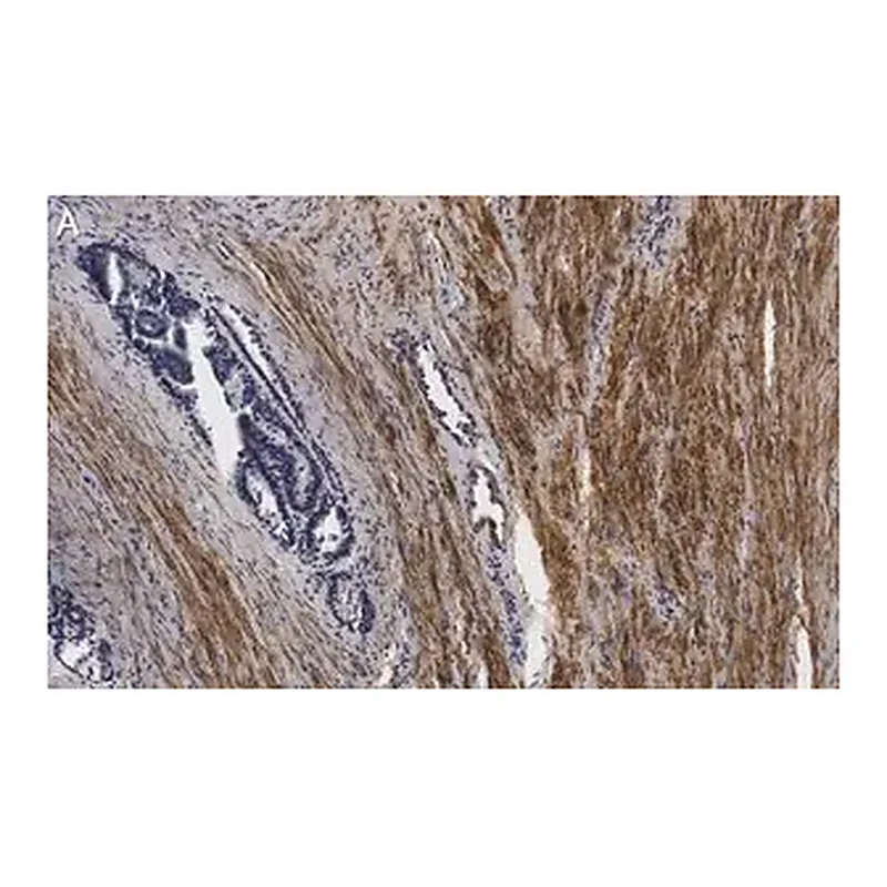 Merck Anti-Vinculin Antibody, clone 3M13 ZooMAb Rabbit Monoclonal
