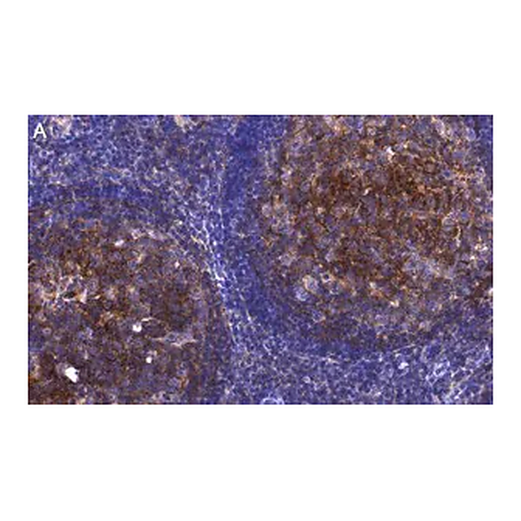 Merck Anti-CD81 Antibody, clone 1C23 ZooMAb Rabbit Monoclonal