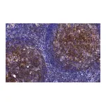 Merck Anti-CD81 Antibody, clone 1C23 ZooMAb Rabbit Monoclonal