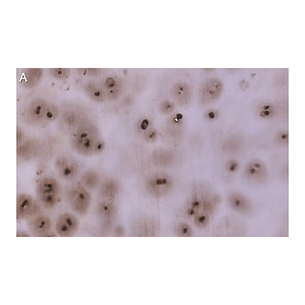 Merck Anti-Aggrecan Antibody, clone 4B10 ZooMAb Rabbit Monoclonal