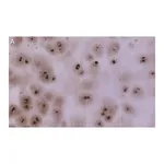 Merck Anti-Aggrecan Antibody, clone 4B10 ZooMAb Rabbit Monoclonal