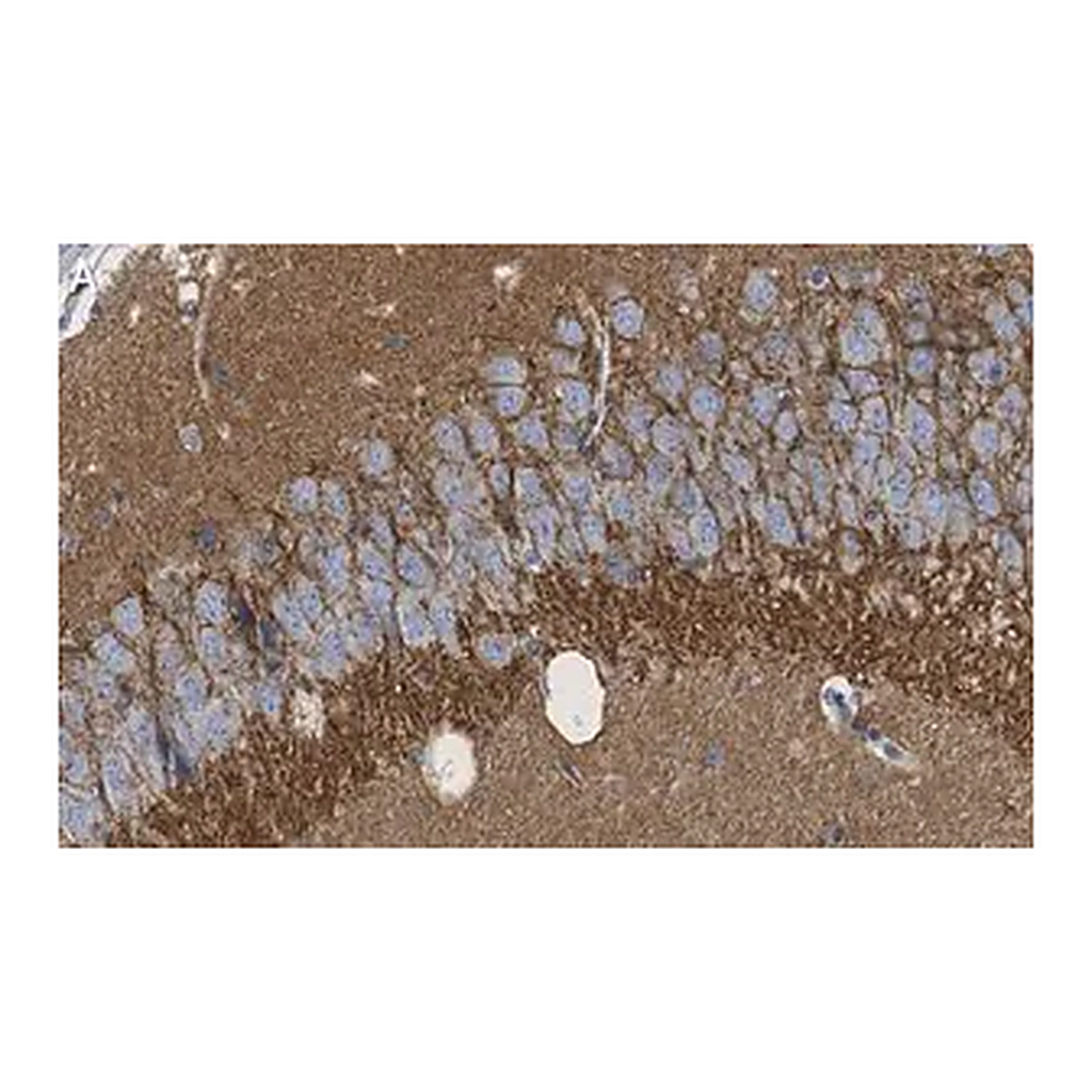 Merck Anti-SV2A Antibody, clone 1I4 ZooMAb Rabbit Monoclonal