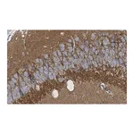 Merck Anti-SV2A Antibody, clone 1I4 ZooMAb Rabbit Monoclonal