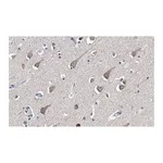 Merck Anti-LC3A Antibody, clone 3J12 ZooMAb Rabbit Monoclonal