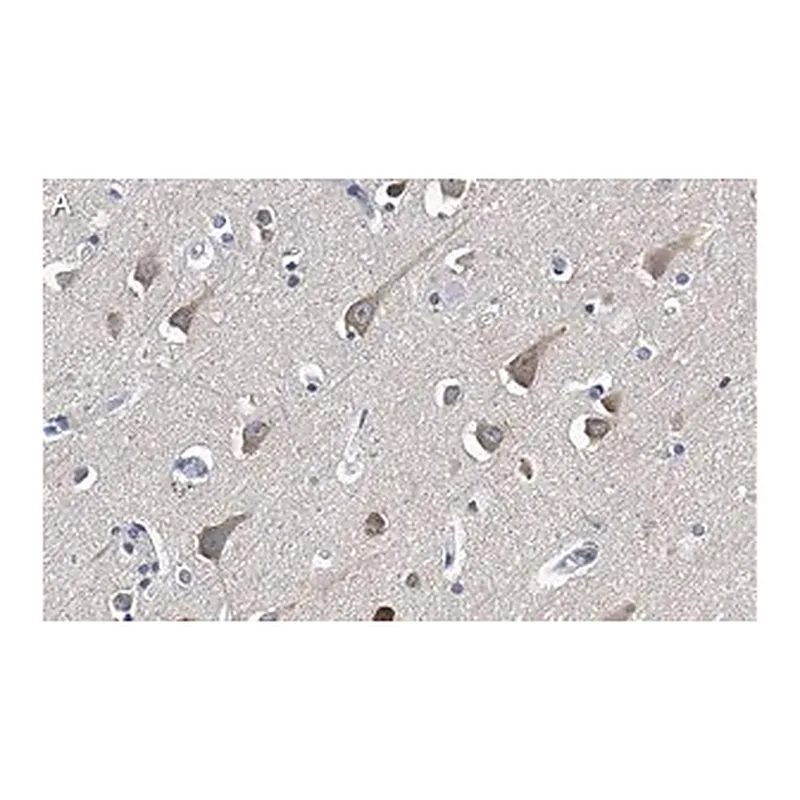 Merck Anti-LC3A Antibody, clone 3J12 ZooMAb Rabbit Monoclonal