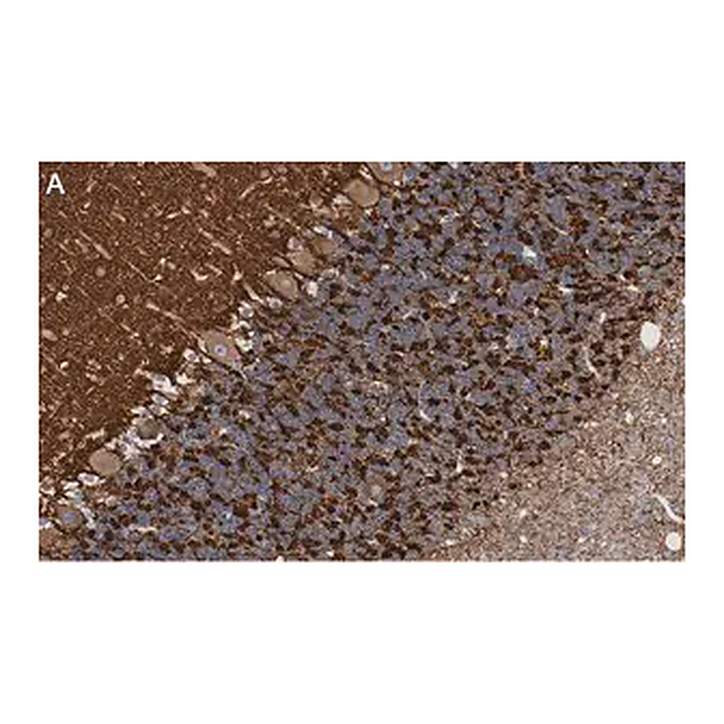 Merck Anti-Synapsin-1 Antibody, clone 1G5 ZooMAb Rabbit Monoclonal