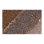 Merck Anti-Synapsin-1 Antibody, clone 1G5 ZooMAb Rabbit Monoclonal