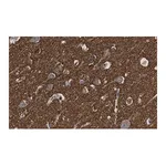 Merck Anti-α-synuclein Antibody, clone 1D22 ZooMAb Rabbit Monoclonal