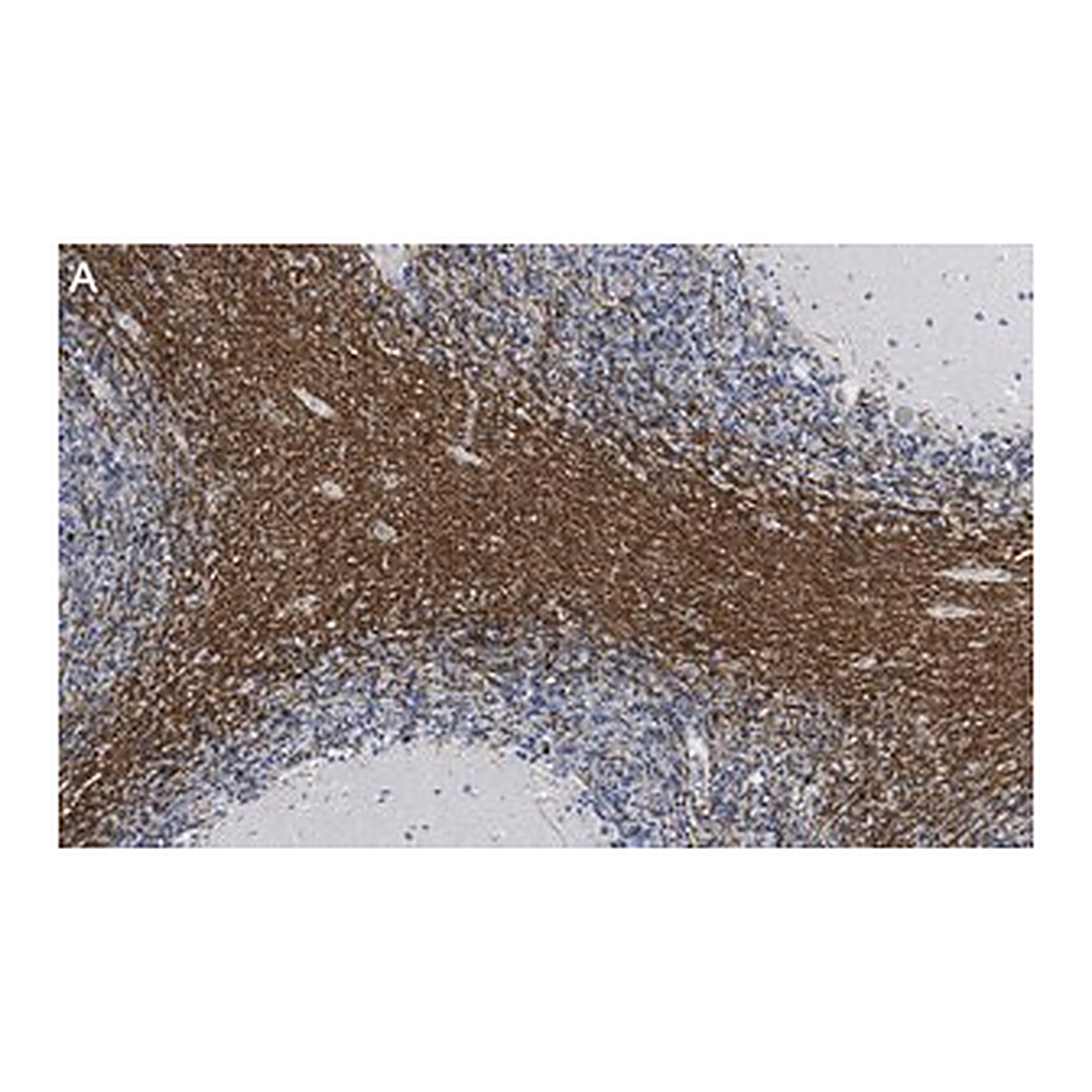 Merck Anti-CNPase Antibody, clone 3N12 ZooMAb Rabbit Monoclonal