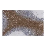 Merck Anti-CNPase Antibody, clone 3N12 ZooMAb Rabbit Monoclonal