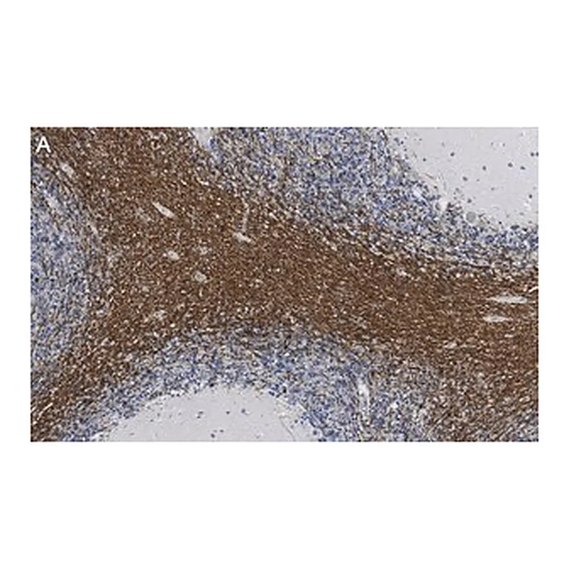 Merck Anti-CNPase Antibody, clone 3N12 ZooMAb Rabbit Monoclonal