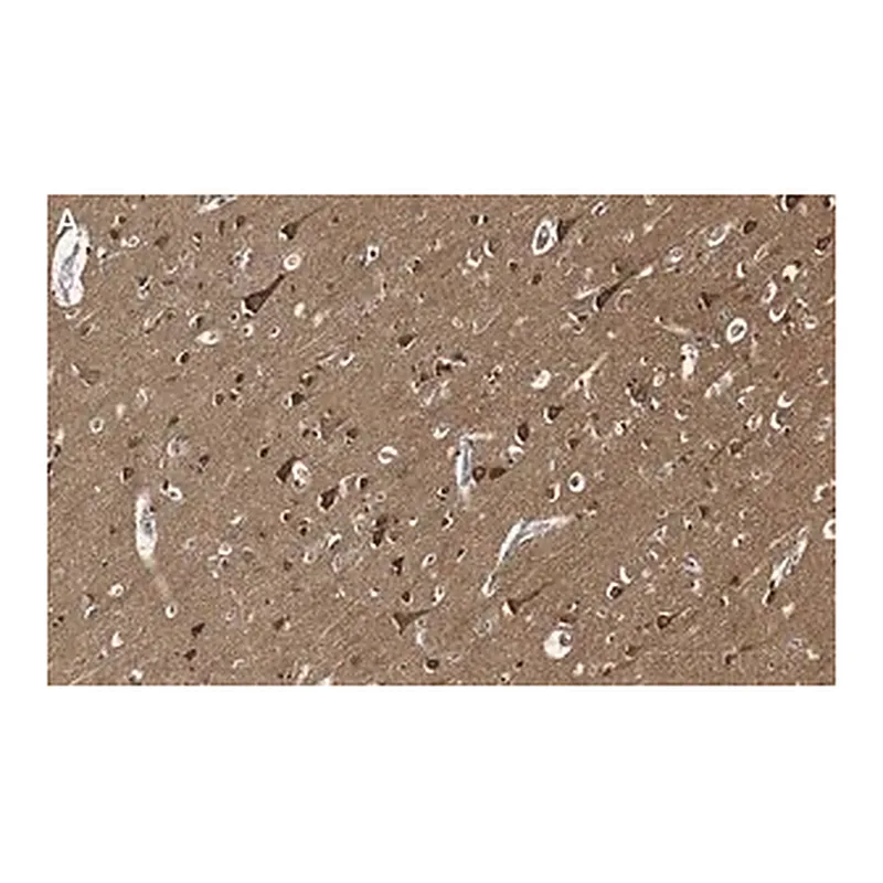 Merck Anti-Tau Antibody, clone 3D20 ZooMAb Rabbit Monoclonal