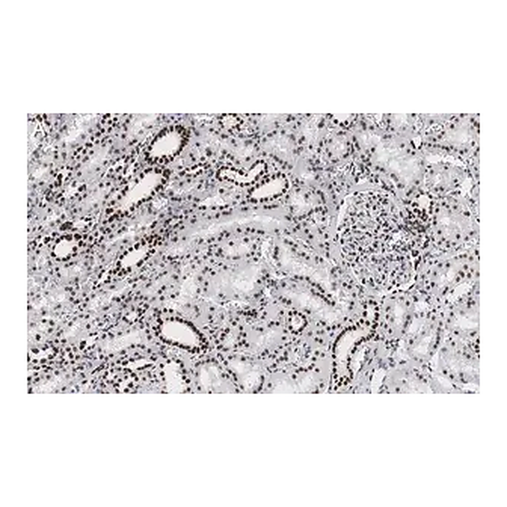 Merck Anti-53BP1 Antibody, clone 1H16 ZooMAb Rabbit Monoclonal