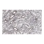 Merck Anti-53BP1 Antibody, clone 1H16 ZooMAb Rabbit Monoclonal