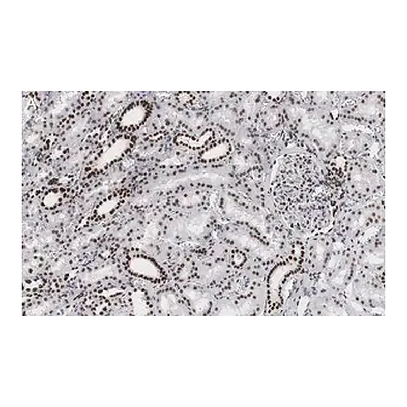 Merck Anti-53BP1 Antibody, clone 1H16 ZooMAb Rabbit Monoclonal