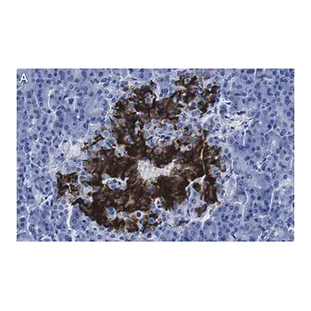 Merck Anti-Insulin Antibody, clone 3B5 ZooMAb Rabbit Monoclonal