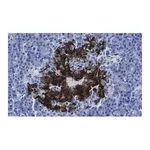 Merck Anti-Insulin Antibody, clone 3B5 ZooMAb Rabbit Monoclonal