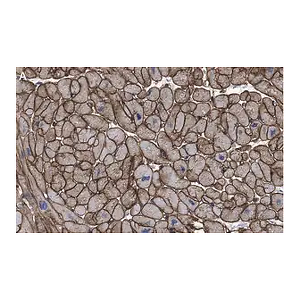 Merck Anti-Laminin B2 Antibody, clone 1B9 ZooMAb Rabbit Monoclonal