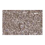 Merck Anti-Laminin B2 Antibody, clone 1B9 ZooMAb Rabbit Monoclonal