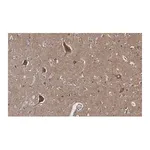 Merck Anti-BSN Antibody, clone 2I2 ZooMAb Rabbit Monoclonal