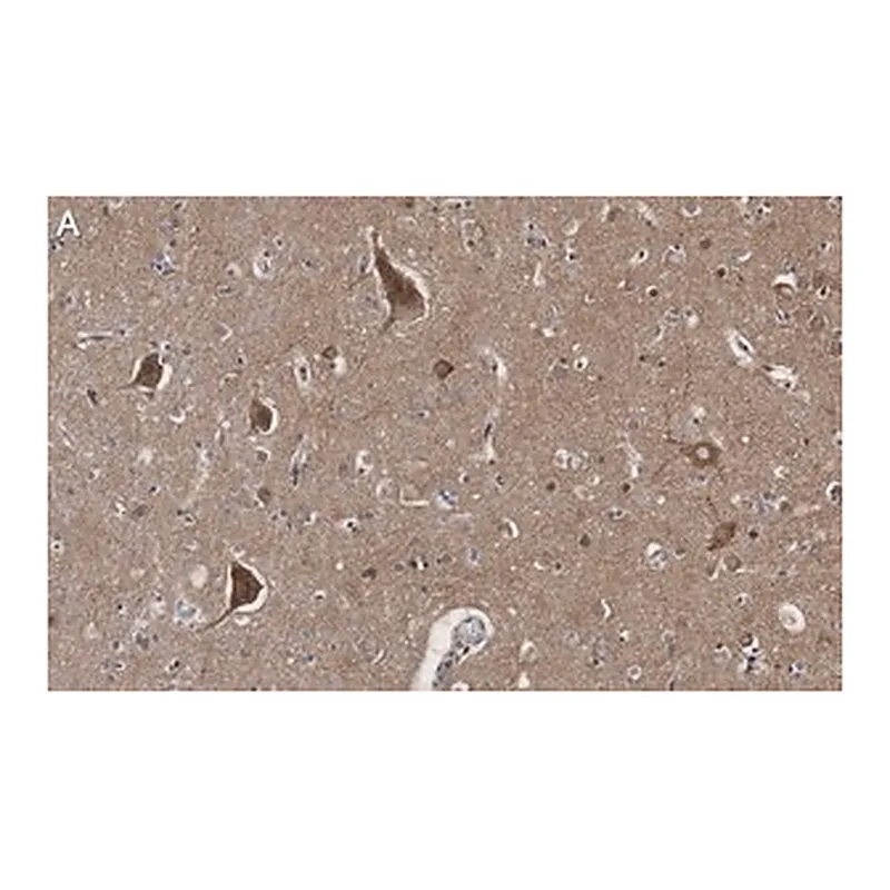 Merck Anti-BSN Antibody, clone 2I2 ZooMAb Rabbit Monoclonal