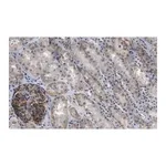 Merck Anti-NOTCH2 Antibody, clone 1B14-5 ZooMAb Rabbit Monoclonal