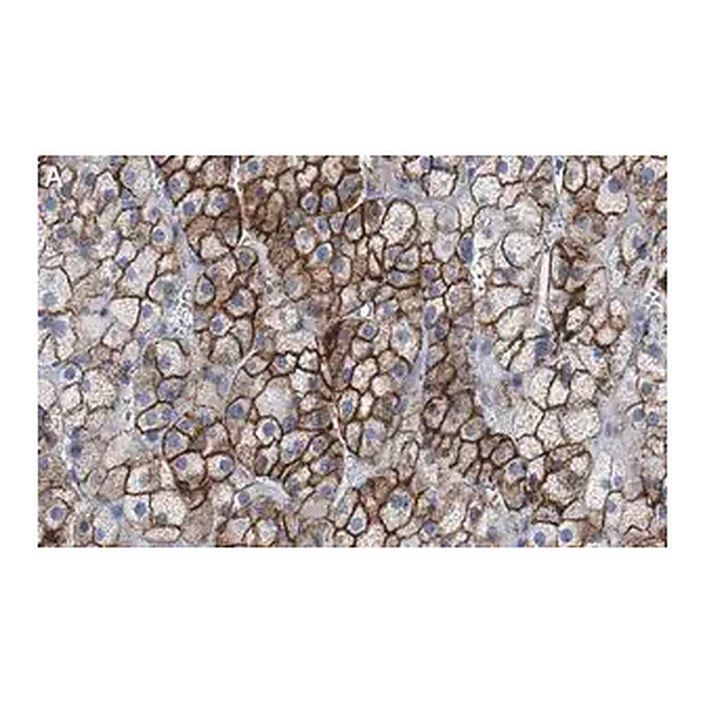 Merck Anti-SCARB1 Antibody, clone 3B15 ZooMAb Rabbit Monoclonal