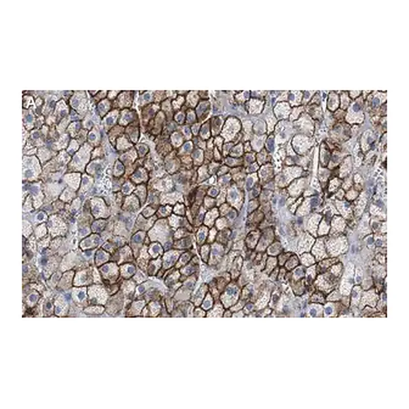 Merck Anti-SCARB1 Antibody, clone 3B15 ZooMAb Rabbit Monoclonal