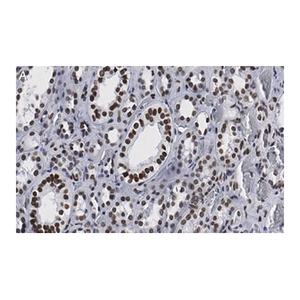 Merck Anti-Bmi-1 Antibody, clone 1G8 ZooMAb Rabbit Monoclonal