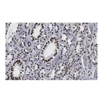 Merck Anti-Bmi-1 Antibody, clone 1G8 ZooMAb Rabbit Monoclonal