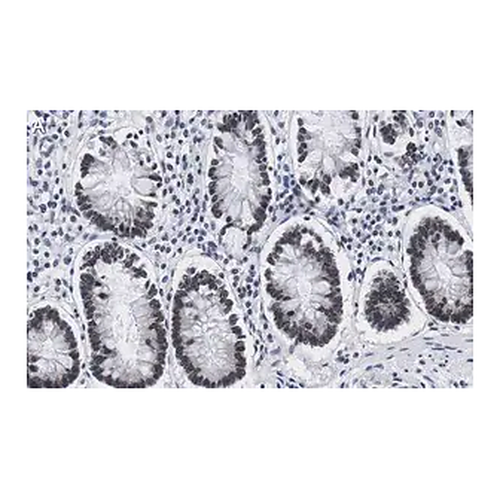 Merck Anti-ZNF638 Antibody, clone 4C19 ZooMAb Rabbit Monoclonal