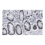 Merck Anti-ZNF638 Antibody, clone 4C19 ZooMAb Rabbit Monoclonal